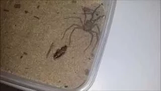 Male Sicarius cf testaceus feeding (Six eyed sand spider)