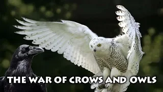 The War of Crows and Owls