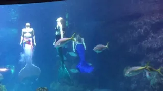 Denver Aquarium Mermaid Show