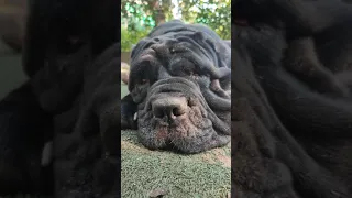 Неаполитанский мастиф Маля лайк👍Neapolitan Mastiff Malya Like👍