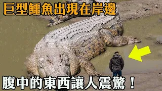 一隻巨型鱷魚突然出現在岸邊，當牠的肚子被剖開時，裡面的東西讓在場所有人震驚不已...