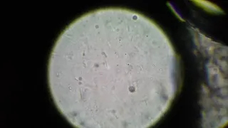 Cat Saliva Under Microscope