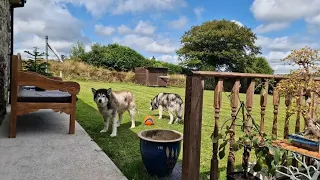 Husky's Best Friend Comes To Stay At Our New Home