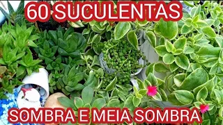 NOMES DE 60 SUCULENTAS DE SOMBRA E MEIA