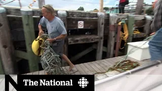 Whale-watching tour disentangles humpback off Nova Scotia