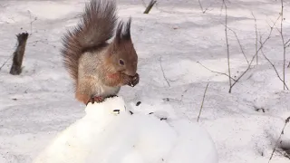 Woodpecker and common squirrel on a snow-covered stump. Дятел и обыкновенная белка на снежном пне.