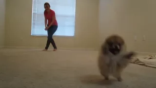 Tiny pomeranian puppy running