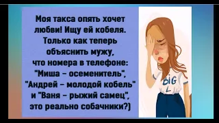 ВЕСНА, из под кровати робко начинают появляться первые ВЕСЫ. Юмор на каждый день.