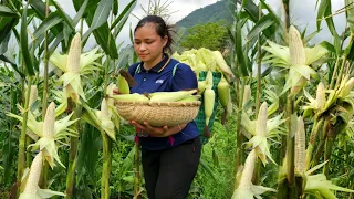 Harvesting Corn Garden Goes to the market sell - Goat care | Lý Thị Ca