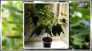 How to grow an Avocado from seeds at home - (part 8)