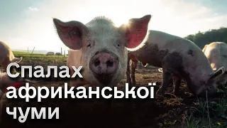 😲 На Київщині зафіксували спалах африканської чуми! Інфекція може швидко поширюватись