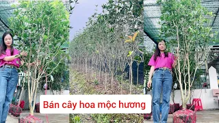 Bán Hoa Mộc Hương Ta | Mộc Ta Hoa Vàng |0961 201 896