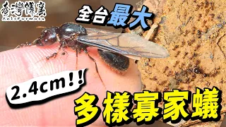 常見的兇猛螞蟻－多樣寡家蟻｜野外行軍超帥氣｜螞蟻明星系列【臺灣蟻窟】