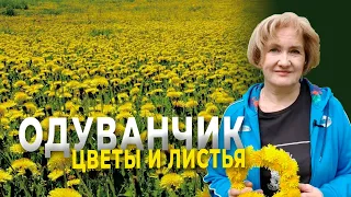 Цветы и листья одуванчика - не проходите мимо!