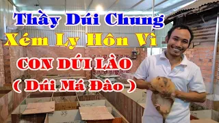 Chia sẻ kỹ thuật & kinh nghiệm trong mô hình nuôi Dúi Lào(Má Đào)của Thầy Chung Dúi | Khởi Nghiệp TV