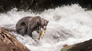 Camping with Grizzly Bears - WILDLIFE PHOTOGRAPHY VLOG