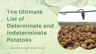 The Ultimate List of Determinate and Indeterminate Potatoes