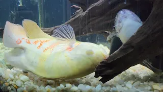 Something Happened To My Oscar Fish Steve!