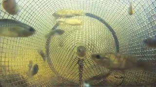 Catching Fish from Inside a Minnow Trap POV 2