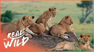 A Magnificent Lion Pride Lies In Wait To Ambush Prey | The Lions Of Etosha | Real Wild