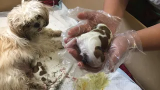 Shihtzu giving birth for the first time  (Luthi’s first puppies) Lulu the Shihtzu TV