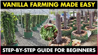 Vertical Column Vanilla Cultivation | Vanilla Farming Business Plan