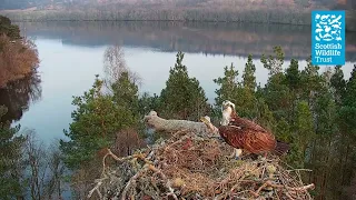 NC0 touches down (Loch of the Lowes osprey webcam 2022)