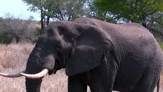 Will elephants soon become extinct?