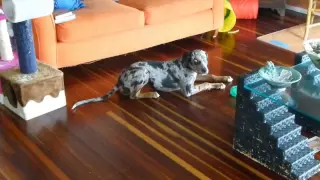 CATAHOULA LEOPARD DOG SINGS FOR BREAKFAST