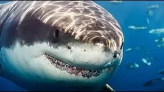 The Predatory Behavior of the Great White Shark (720p)