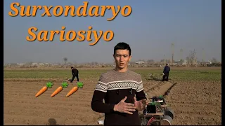 Sabzi ekish Surxondaryo Sariosiyo / Сабзи экиш Сурхондарё Сариосиё 20.12.2023