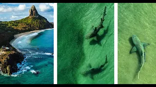 Drone Footage of Lemon, Nurse, & Tiger Sharks in Brazil: Fernando De Noronha-PART 1