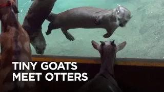 Tiny Goats Visit River Otters