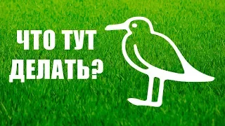 Что делать на острове Новая Голландия в СПб?