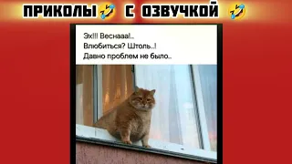 влюбился? смотри смешные картинки мемы котики приколы с озвучкой 🤣