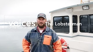 Voices of the Gulf of Maine: The Lobsterman