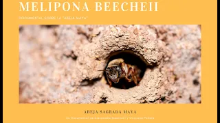 Melipona Beecheii.  Documental sobre la "Abeja Maya" Sub Eng