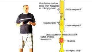 How does vision work? - Everyday Chemistry