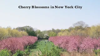 My favorite places to see the cherry blossoms in New York City