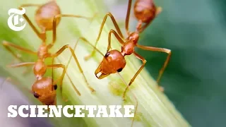 How Ants Avoid Traffic Jams | ScienceTake