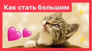 Как стать большим-Геннадий Цыферов