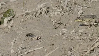 Frogs hunting flies / Ranas persiguiendo moscas / Frösche bei der Jagd nach Fliegen