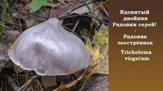 Ядовитый двойник Рядовки серой! - Рядовка  заострённая - Tricholoma virgatum.