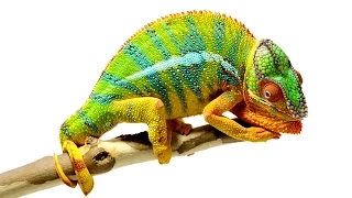 Beautiful Footage: Chameleons Are Amazing | National Geographic