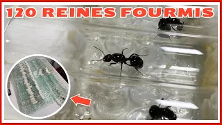 J’ai récupéré 120 reines fourmis Messor barbarus (vlog GF 2)