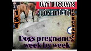 Dog pregnancy week by week - day1to63