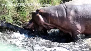 Hippo Mother bites Crocodile to protect her baby