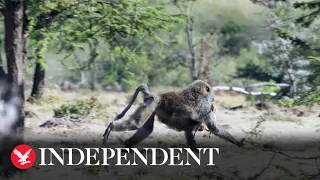 Cheetah cubs play with gazelle... Before baboon arrives to steal it