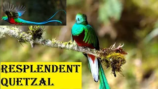 Resplendent Quetzal | Bird Histrology