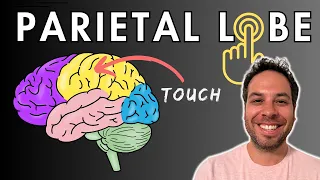 The Parietal Lobe, Somatosensory Cortex - Location and Function